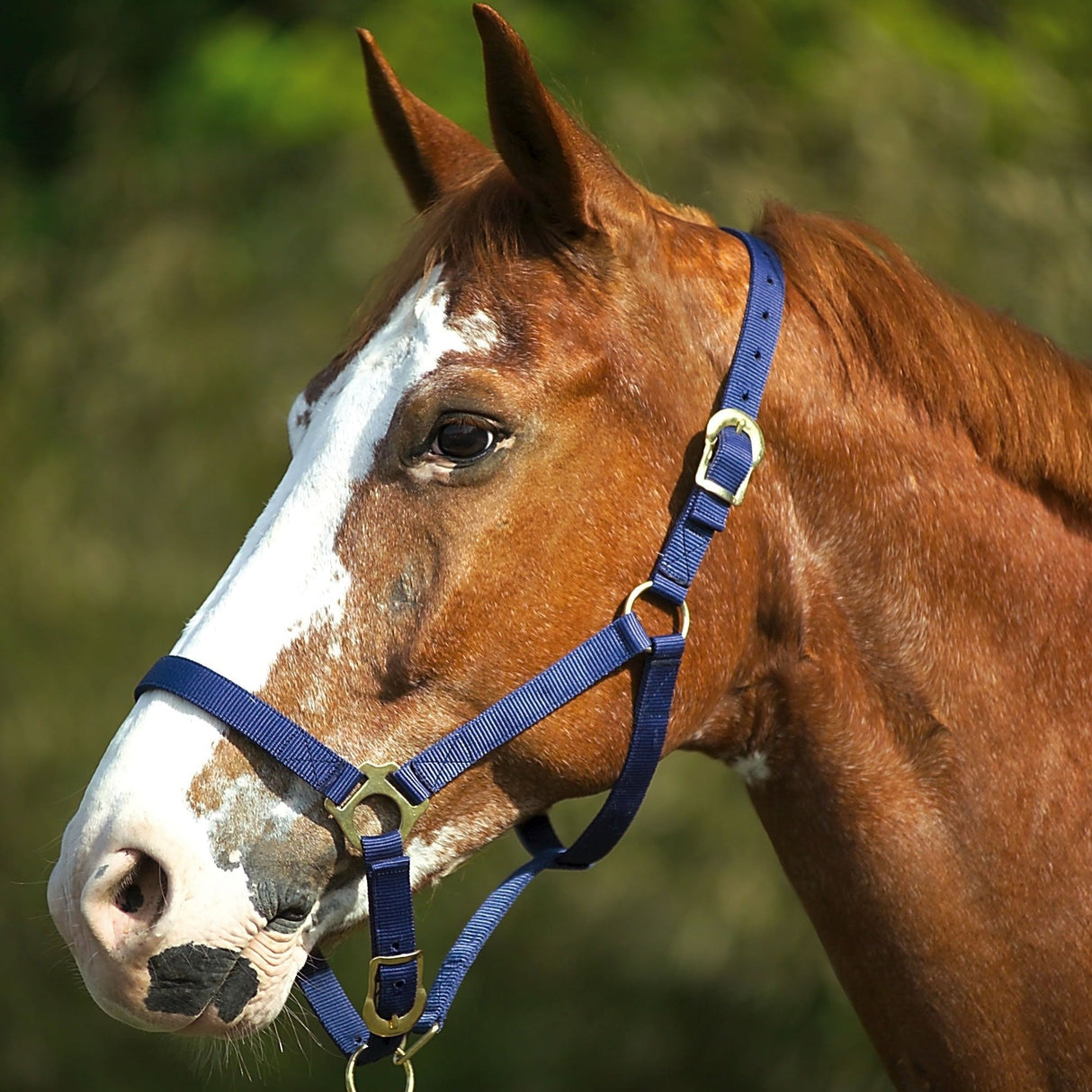 Norton Double Thickness Nylon Headcollar With Buckles #colour_navy-blue
