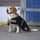 Diego & Louna Polyfun Dog Rug #colour_ Navy-Taupe